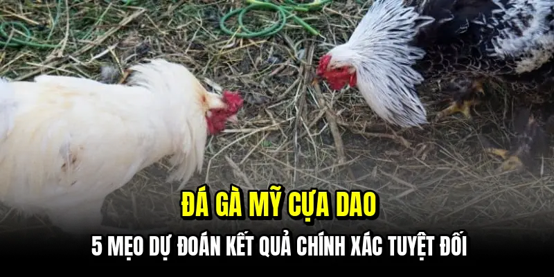 Đá Gà Mỹ Cựa Dao - Kinh Nghiệm Bắt Kèo Ngon Từ Các Cao Thủ 3 Đá gà Mỹ cựa dao - 5 mẹo dự đoán kết quả chính xác tuyệt đối